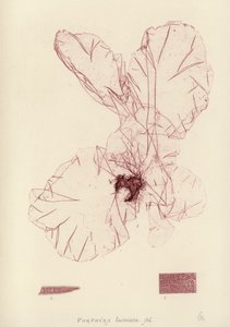 イギリスの海草（自然印刷） 作： English School